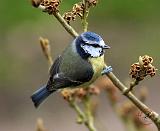 Blue Tit 8R84D-16